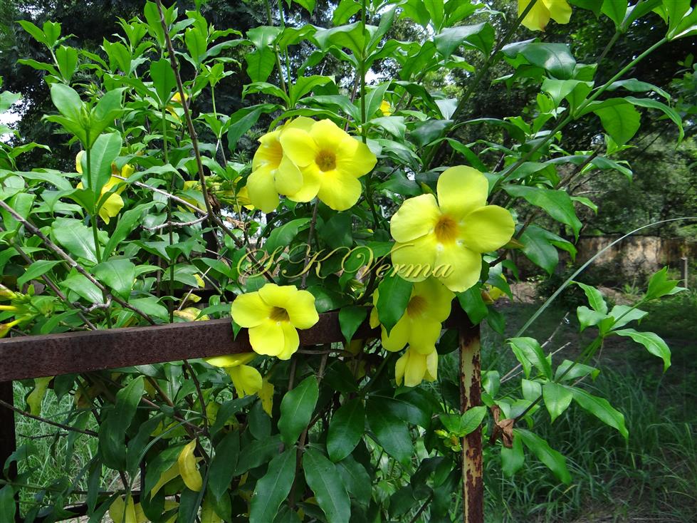  Plant